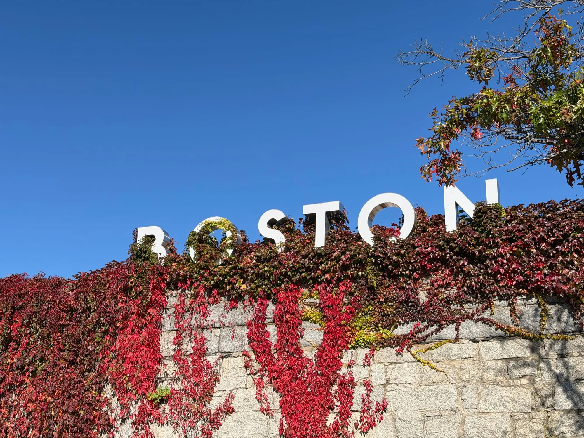 Giant BOSTON letters above a wall covered in red autumn ivy