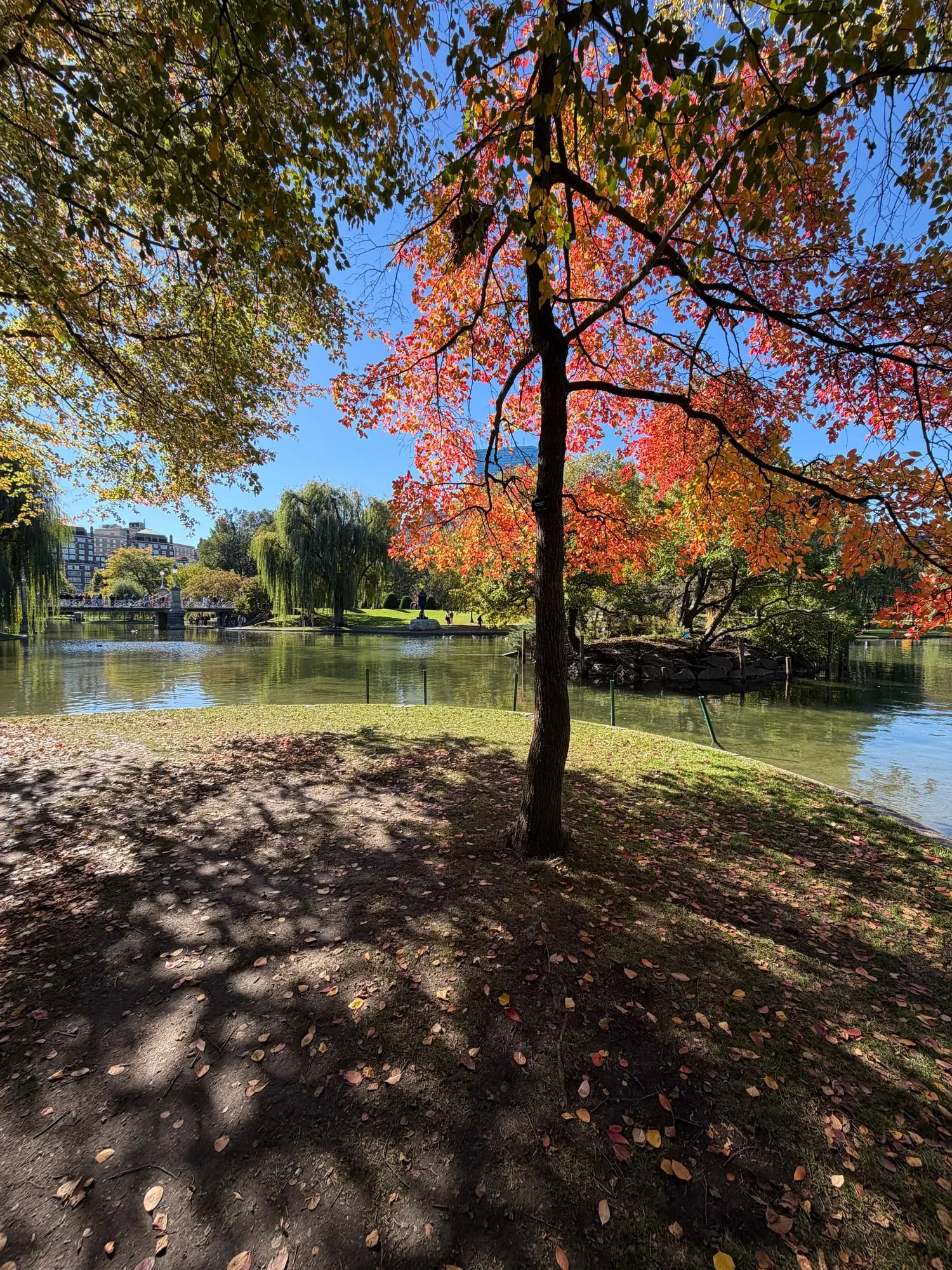 Autumn trees glowing red and gold beside the lagoon in the Boston Public Garden